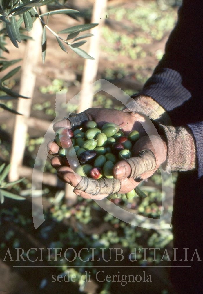 LA RACCOLTA DELLE OLIVE CON GLI ANTICHI METODI TRADIZIONALI NEGLI ANNI ‘50